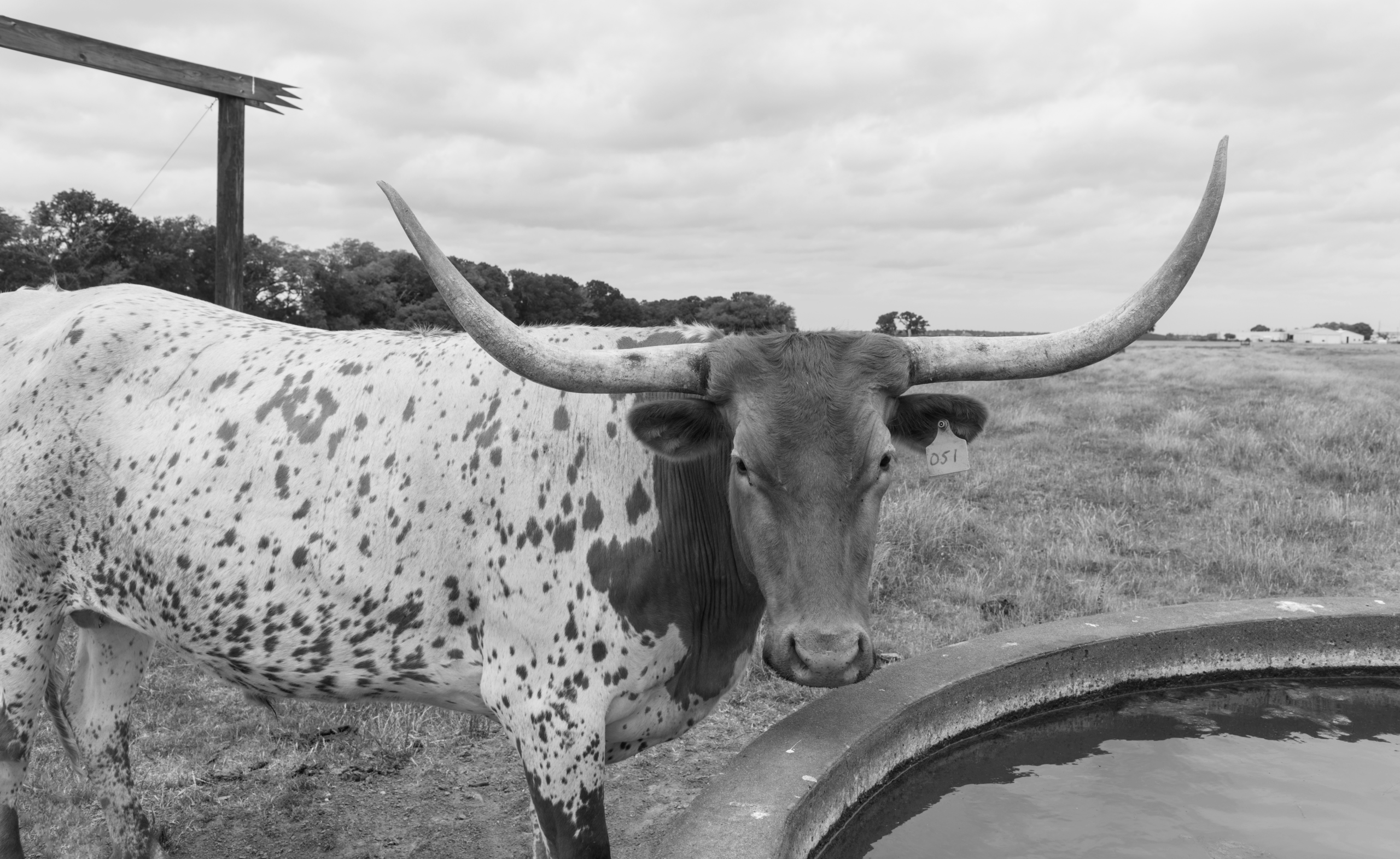 Pool cleaning service in Austin, Texas